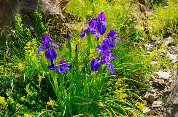 Iris salvaje fotos de stock, imágenes de Iris salvaje sin royalties | Depositphotos Iris salvaje fotos de stock, imágenes de Iris salvaje sin royalties | Depositphotos