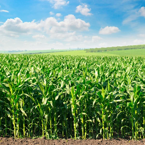Зеленое кукурузное поле и голубое небо — стоковое фото