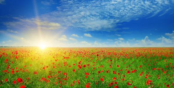Feld mit Mohn und Sonne am blauen Himmel — Stockfoto