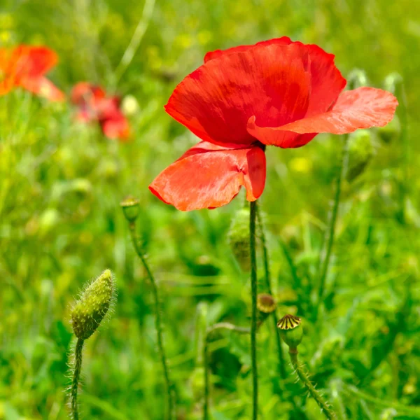 Papaveri selvatici, fiori appariscenti — Foto Stock