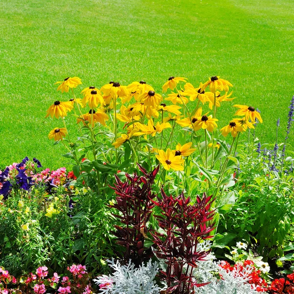 Cama de flores de verano y césped verde — Foto de Stock