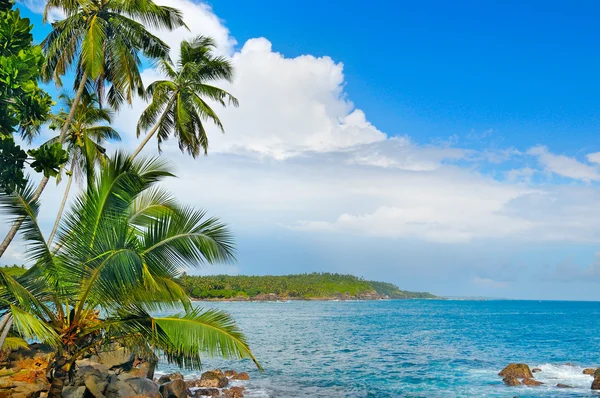 Okyanus ve tropikal palmiye ağaçları sahilde — Stok fotoğraf