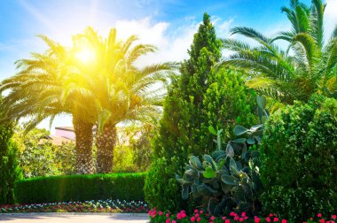 palmiye ağaçları ve herdem yeşil bitkiler ile güzel park