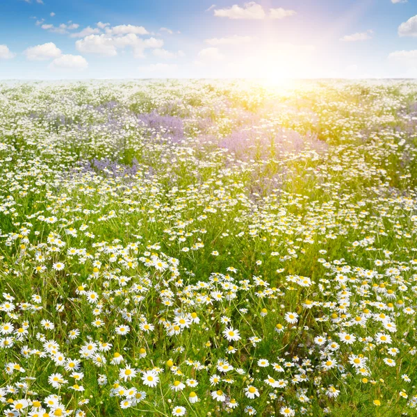 Feld mit Gänseblümchen und Sonne am blauen Himmel, Fokus auf Vordergrund — Stockfoto