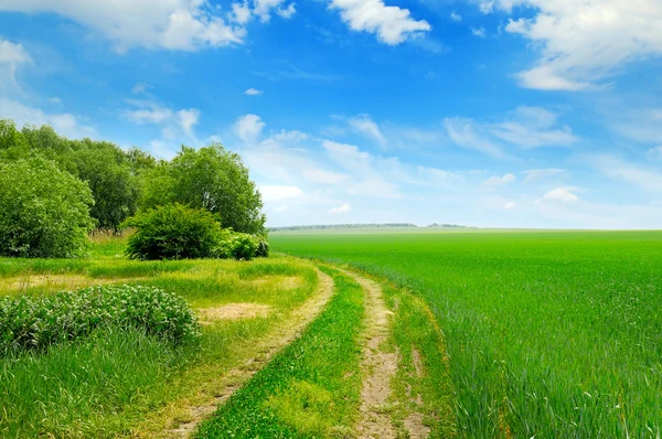 Field, country road and a blue sky — Stock Photo, Image