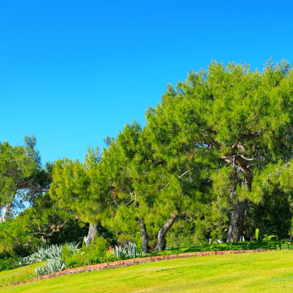 Park, groene weide en blauwe hemel — Stockfoto