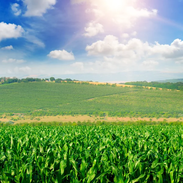 Зелене кукурудзяне поле і блакитне небо — стокове фото
