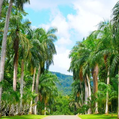 palm sokak ve mavi bulutlu gökyüzü