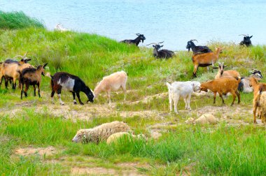 yerli keçi otlatma mera üzerinde
