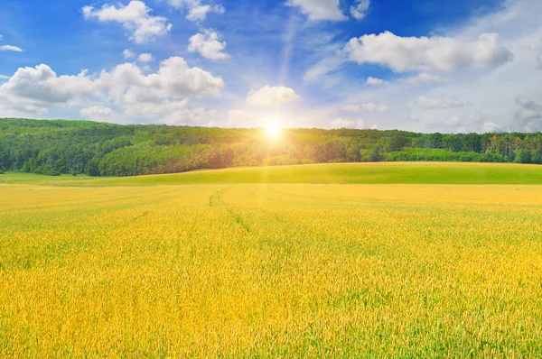 Buğday alan ve gündoğumu mavi gökyüzünde — Stok fotoğraf