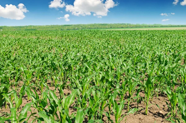 Campo de maíz verde y cielo azul —  Fotos de Stock