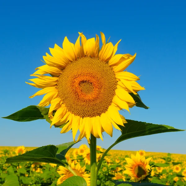 Solros blomma mot den blå himlen och ett blommande fält — Stockfoto