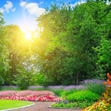 renkli çiçek yatak ve gündoğumu mavi gökyüzü üzerinde yaz park