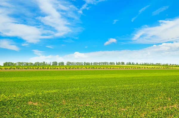 Spring field with young vegetation and blue cloudy sky — Stock Photo, Image