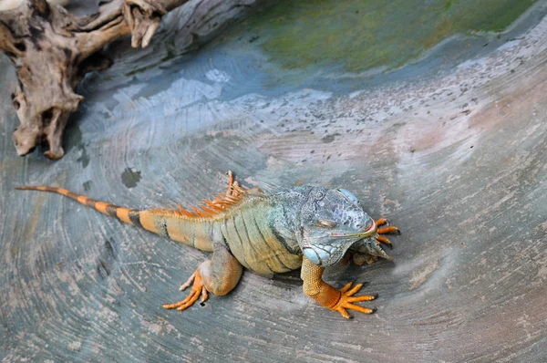 Duży, nadrzewnych, tropikalnych amerykańska lizard z alo kolczasty grzebień — Zdjęcie stockowe