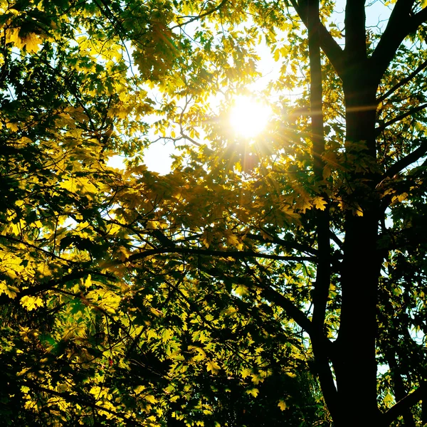 The sun's rays penetrate through the leaves and branches of the — Stock Photo, Image