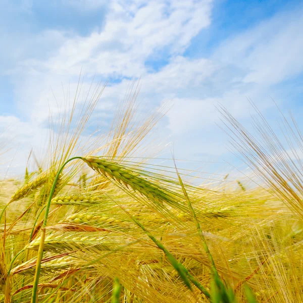 Field with ripe ears of wheat and blue cloudy sky — Stock Photo, Image