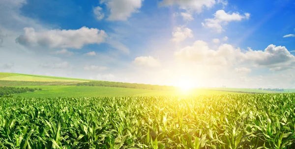 sunrise over the corn field