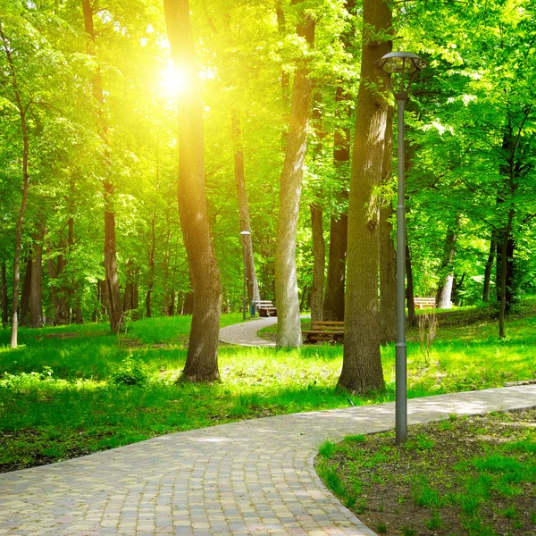 Summer park with walking paths — Stock Photo, Image