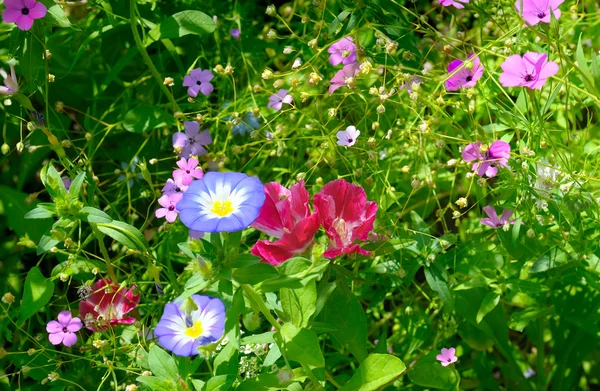 Mooie achtergrond van tuin bloemen — Stockfoto