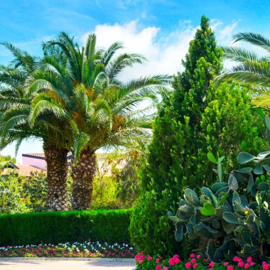 palmiye ağaçları ve herdem yeşil bitkiler ile güzel park