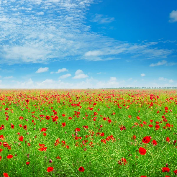 Meadow with wild poppies and blue sky — Stock Photo, Image