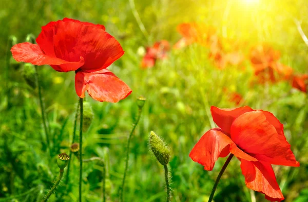 Field with poppies and sun — Stock Photo, Image