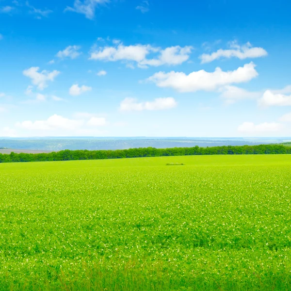 Yeşil tarla ve açık bulutlu mavi gökyüzü — Stok fotoğraf