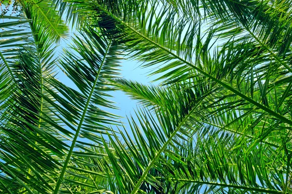 Fondo de hojas de palma y cielo azul — Foto de Stock