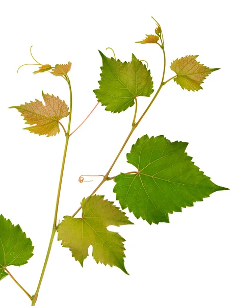 Vignes et feuilles isolées sur fond blanc — Photo