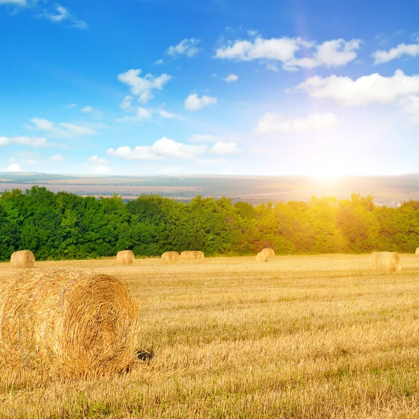 Straw bales on a wheat field and sunrise on sky — Stock Photo, Image