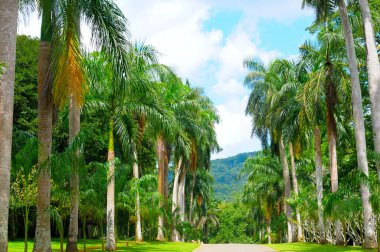 palm sokak ve mavi bulutlu gökyüzü
