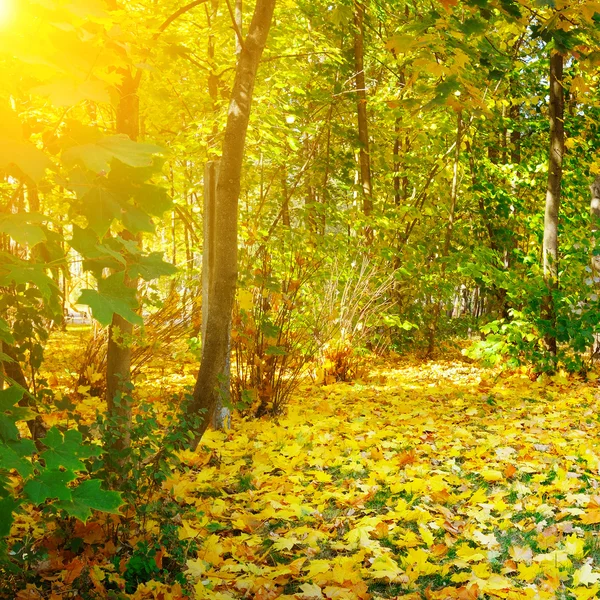 Herbstwald, gelbe Ahornblätter und Sonnenaufgang — Stockfoto