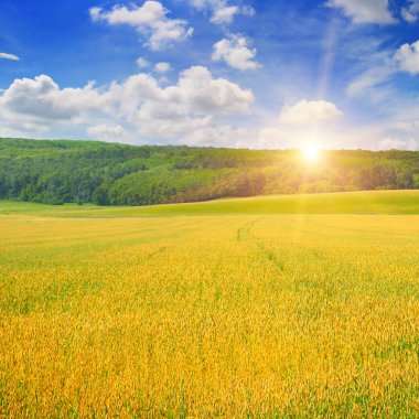 buğday alan ve gündoğumu mavi gökyüzünde