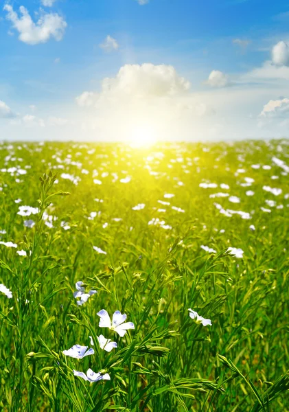 Campo con lino fiorito e cielo azzurro — Foto Stock