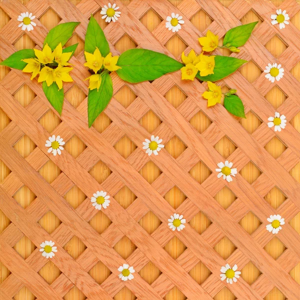 Podłoże drewniane, białe stokrotki i wzór dzikich kwiatów — Zdjęcie stockowe