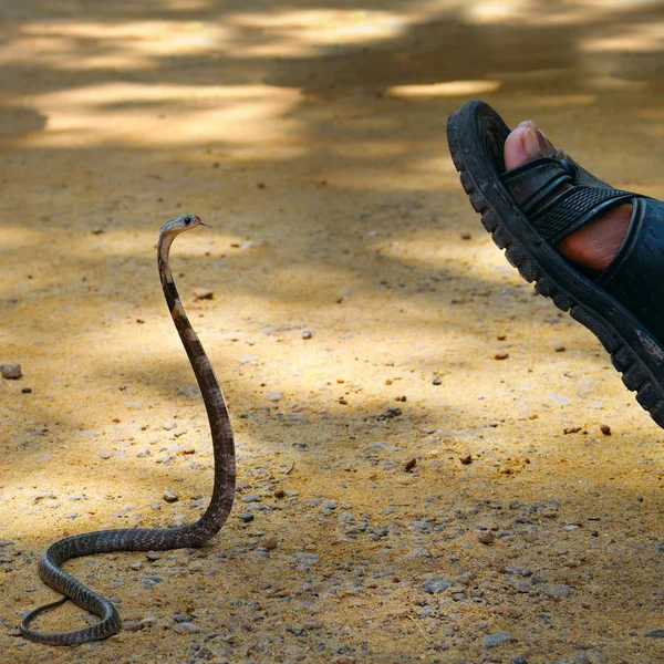 Rei cobra ataca homem — Fotografia de Stock