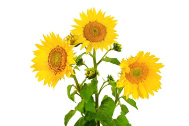 Beyaz arka plan üzerinde izole çiçek Ayçiçeği