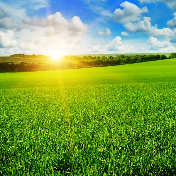 Campo de trigo y amanecer en el cielo azul — Foto de Stock