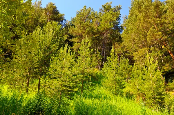 Spruce forest on the hillside — Stock Photo, Image