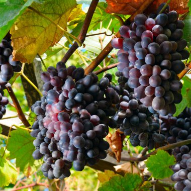 Sarmaşıkta üzüm demetleri