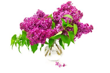 Beyaz arka planda izole edilmiş cam vazodaki leylaklar..