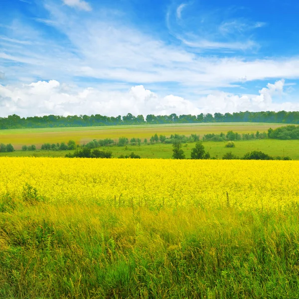 Žluté Pole Kvetoucího Znásilnění Modrá Obloha Mraky Krásná Venkovská Krajina — Stock fotografie