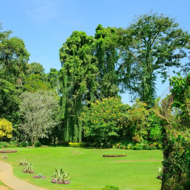 Egzotik ağaçları olan tropik bir bahçe. Şehir parkında güneşli bir gün, SriLanka 'da iç.