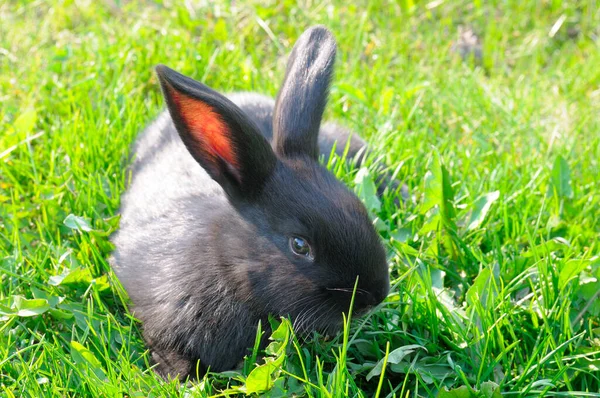 Весняний Кролик Зеленому Полі Символ Великодня Красивий Квітневий Великодній Фон — стокове фото