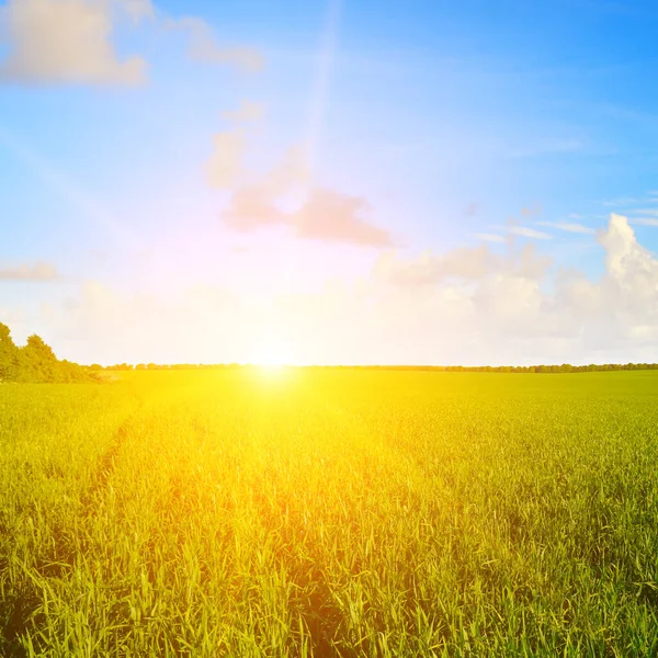 Campo Grano Sullo Sfondo Caldo Sole Estivo Cielo Blu Con — Foto Stock