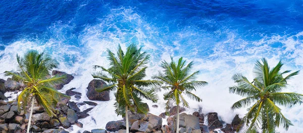 Aerial top view of palm trees and a rocky shore. Sea waves are breaking on the rocks on the beach. Sri Lanka. Wide photo
