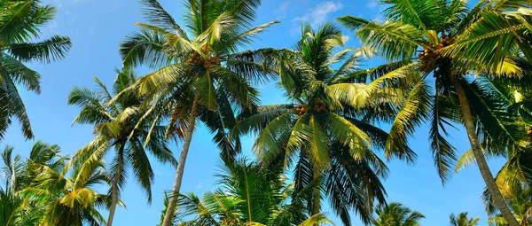 Красивые Пальмы Голубом Солнечном Небе Широкое Фото — стоковое фото
