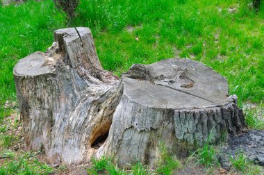 Yaz parkında yaşlı ağaç kütüğü