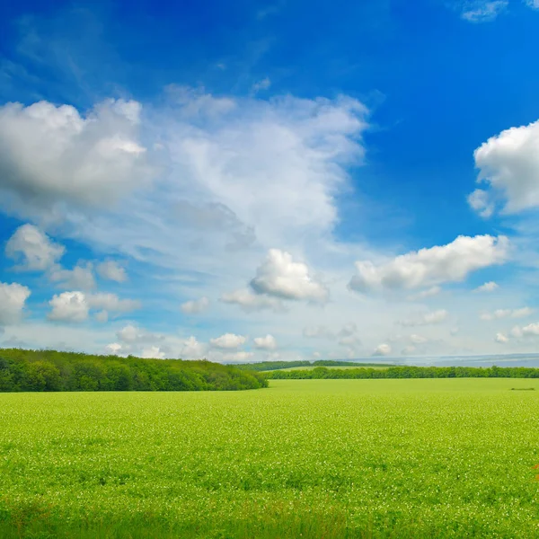 Gröna Ärtor Fält Och Blå Himmel Med Ljusa Moln Landskap — Stockfoto